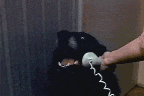 Hello. Yes, This is dog.